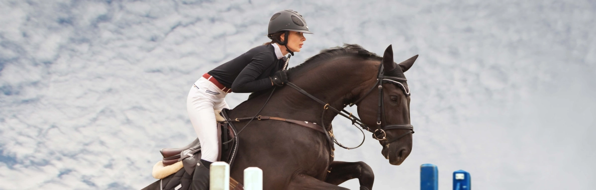 Imagen destacada Caballo